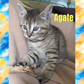 Agate