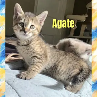Agate