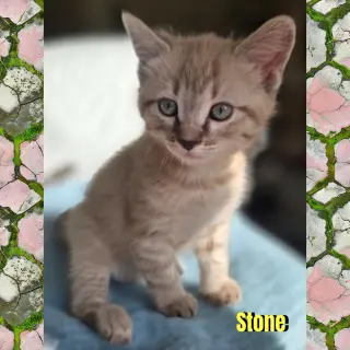 Stone