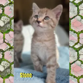 Stone
