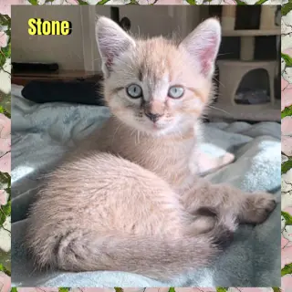 Stone