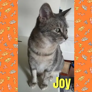 Joy
