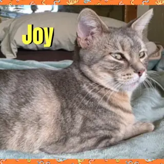 Joy
