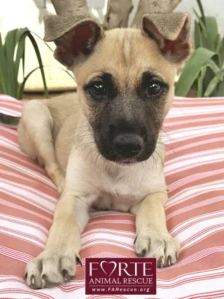 Dinah
