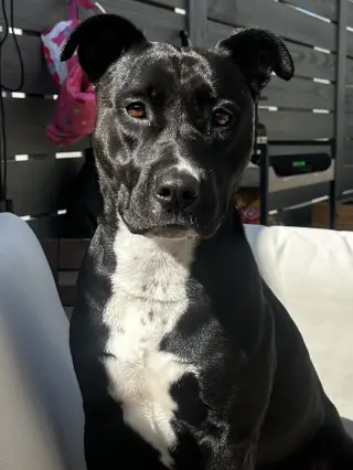 Sadie