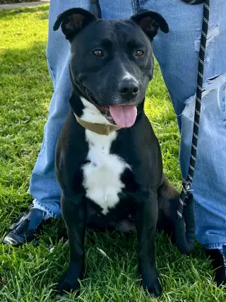 Sadie
