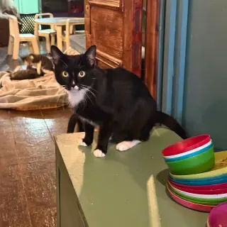 Rasputina