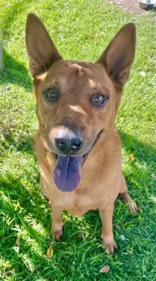 Rowley - Adopt Me!