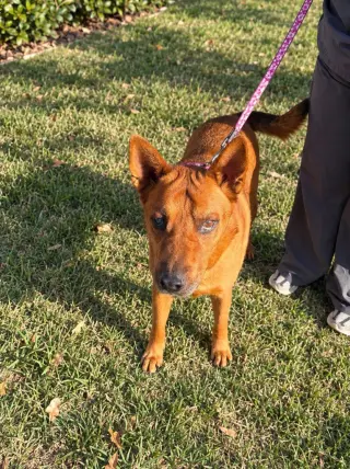 Rowley - Adopt Me!