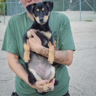 Tink