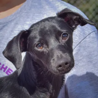 Max