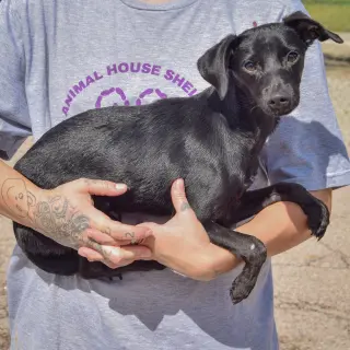 Max