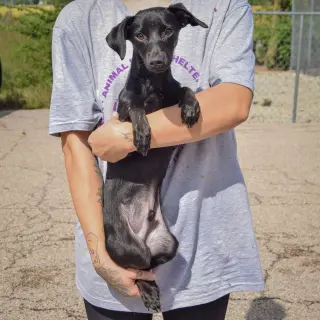 Max