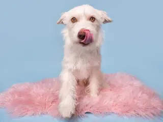 Dilly Bar