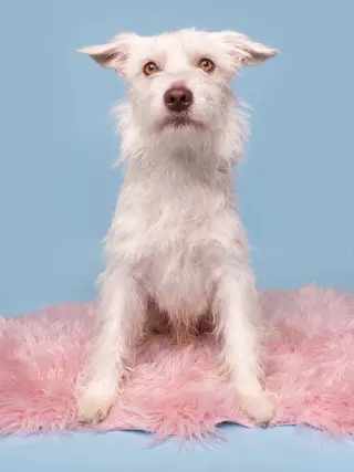 Dilly Bar