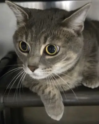Lola