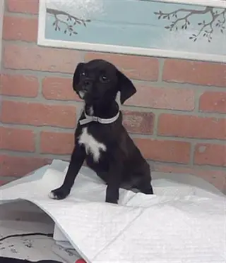 RALPHIE