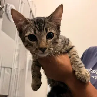 Biscuits
