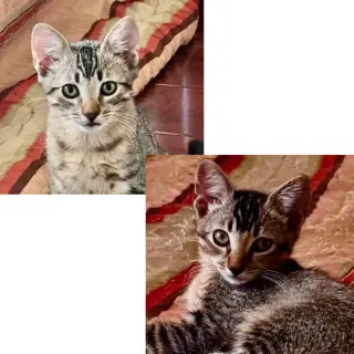 Biscuits