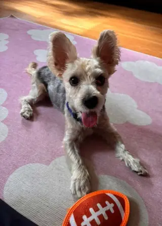 Percy