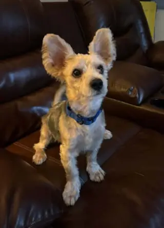 Percy