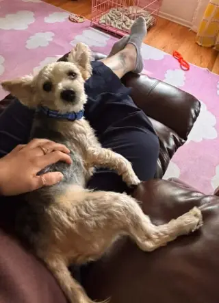 Percy