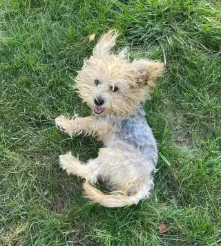 Percy