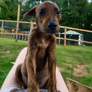 Auggie