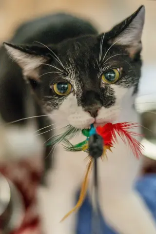 Tango