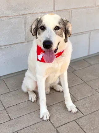 Oreo