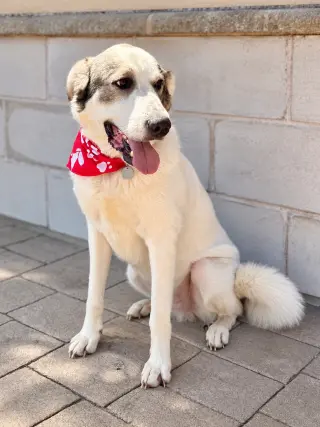 Oreo