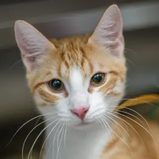 Paneer
