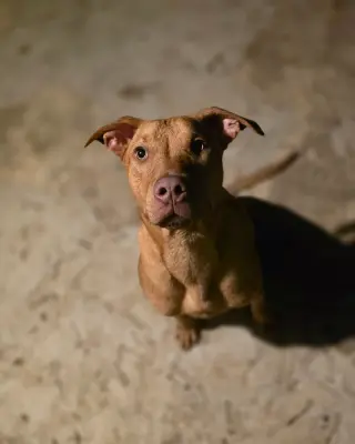 Jameson