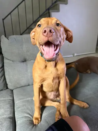 Jameson