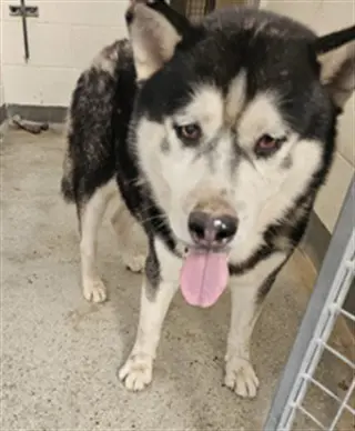 BALTO