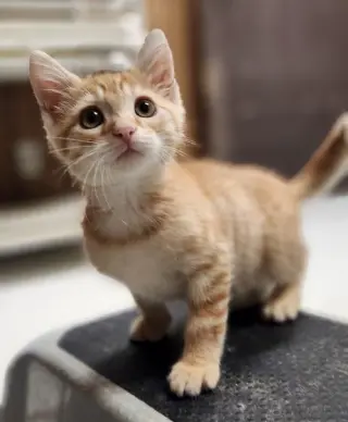 Kitten 28174 (McLovin)