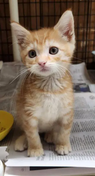 Kitten 28174 (McLovin)
