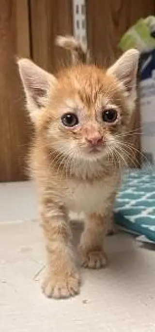Kitten 28174 (McLovin)