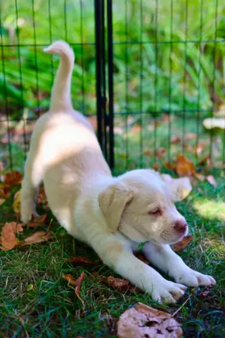 Casper