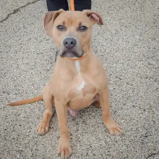 Cane