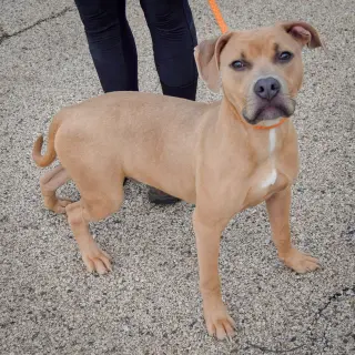 Cane