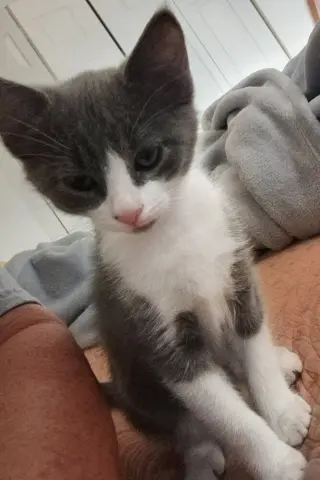 Houdini