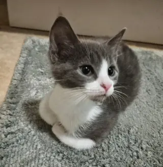 Houdini