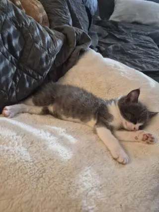 Houdini