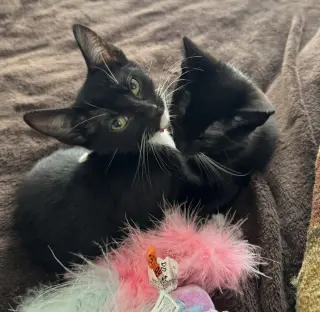 Iris