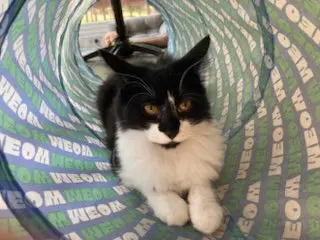 KITTEN AVA