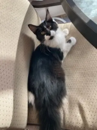 KITTEN AVA