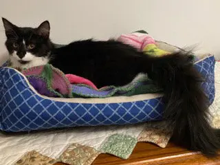 KITTEN AVA