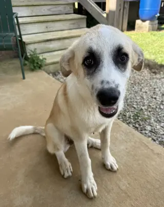 PUPPY KAROL
