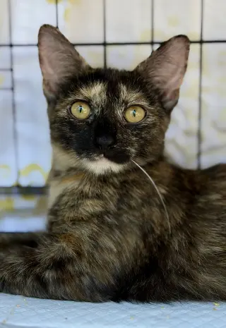 Bobbie